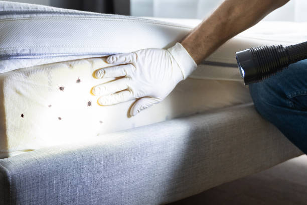 Trusted Ettrick, VA Pest Control Experts