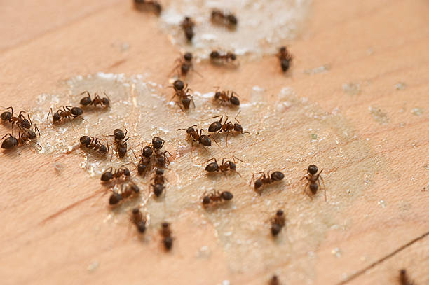 Best Wildlife Control Services  in Ettrick, VA