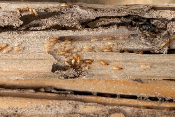 Best Mosquito Control Services  in Ettrick, VA