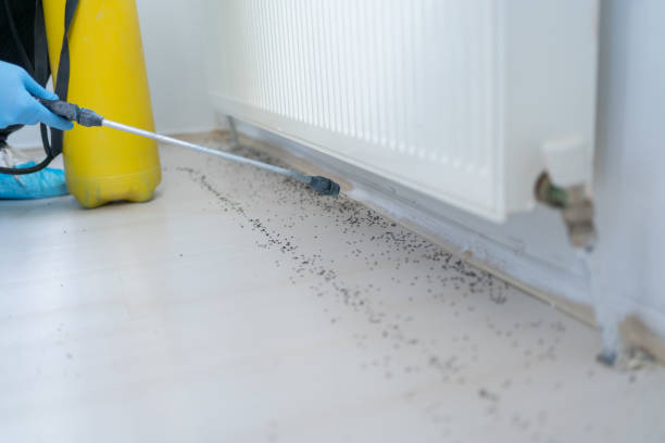 Best Rat Extermination Near Me  in Ettrick, VA